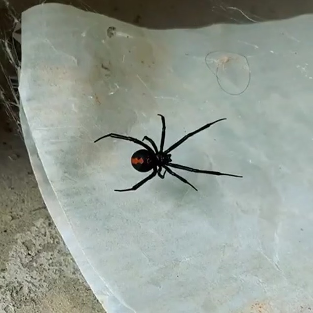 Watch the Access Denied Pest Solutions promo video